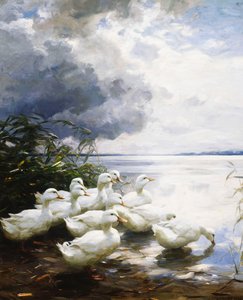 Ænder ved søens kant