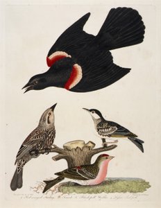 1. Rødvinget stær. 2. Hunnen. 3. Sortstrubet sanger. 4. Dværgryle