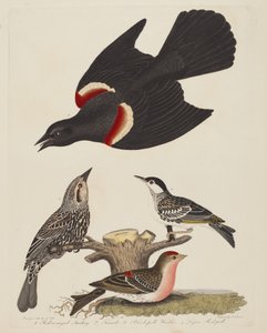Rødvinget stær, hunrødvinget stær, sortsanger og lille..., pub.1808-1814.