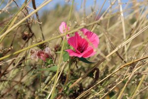 Blomstre i vinden af Alexandra Joseph