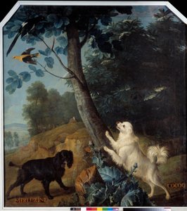 Merluzine og Cocoq, hundene af Ludvig XIV (1638-1715). Maleri af Francois Desportes (1661-1743) af Alexandre Francois Desportes