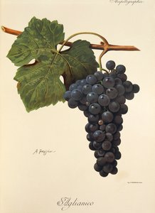 Aglianico drue af A. Kreyder af Alexis Kreyder