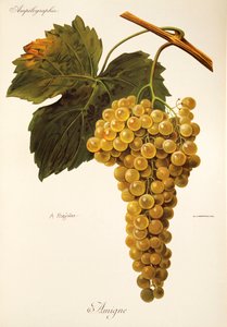 Amigne drue af A. Kreyder af Alexis Kreyder