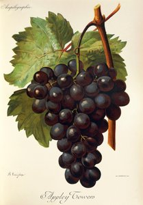 Appley Towers drue. Illustration af A. Kreyder., Pessione, fra Traite General de Viticulture. Ampelografi af Alexis Kreyder