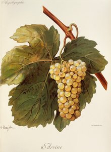 Arvine drue af A. Kreyder af Alexis Kreyder