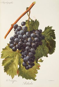 Bibiola drue af A. Kreyder af Alexis Kreyder