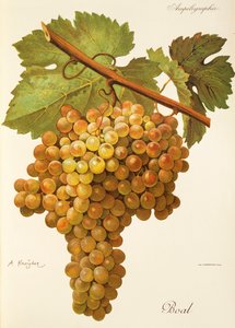 Boal drue af A. Kreyder af Alexis Kreyder