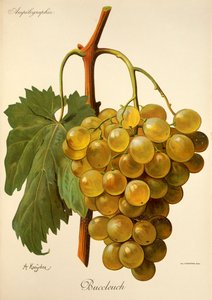 Buccleuch drue af A. Kreyder af Alexis Kreyder