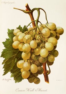 Cannon Hall Muscat drue af A. Kreyder af Alexis Kreyder