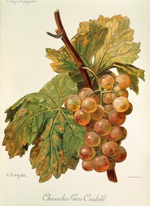 Chasselas Gros Coulard drue af A. Kreyder af Alexis Kreyder
