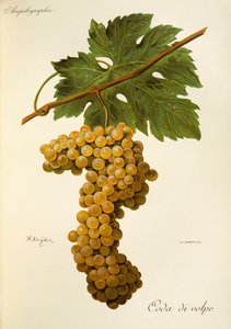 Coda di Volpe drue af A. Kreyder af Alexis Kreyder