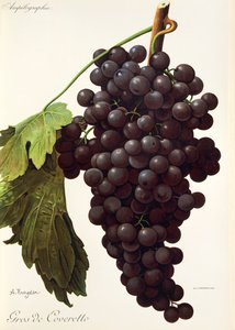 Gros de Coveretto grape by A. Kreyder af Alexis Kreyder