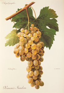 Himenes Jumbon drue af A. Kreyder af Alexis Kreyder