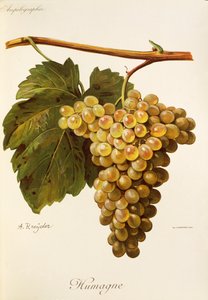Humagedrue af A. Kreyder af Alexis Kreyder
