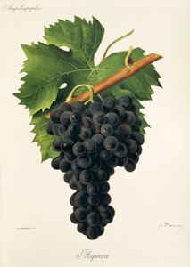 Inzolia drue af A. Kreyder af Alexis Kreyder