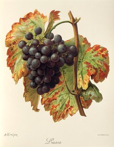 Lasca drue af A. Kreyder af Alexis Kreyder