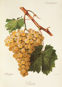 Liada drue af A. Kreyder af Alexis Kreyder