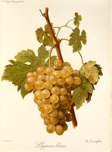 Lignan Blanc drue af A. Kreyder af Alexis Kreyder