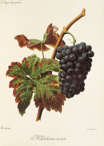 Madeleine Noire drue af A. Kreyder af Alexis Kreyder