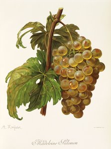 Madeleine Salomon drue af A. Kreyder af Alexis Kreyder