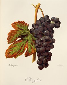Margilien drue af A. Kreyder af Alexis Kreyder