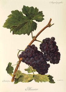 Meunier drue af A. Kreyder af Alexis Kreyder