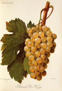 Muscat Dr. Hogg drue af A. Kreyder af Alexis Kreyder