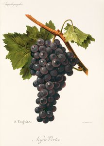Negru Vertos drue af A. Kreyder af Alexis Kreyder