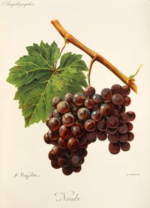 Noubi drue af A. Kreyder af Alexis Kreyder