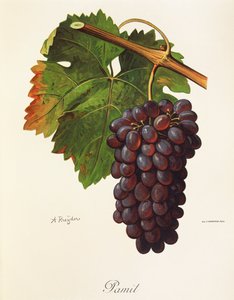 Pamit drue af A. Kreyder af Alexis Kreyder
