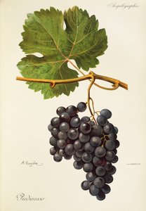 Piedirosso drue af A. Kreyder af Alexis Kreyder
