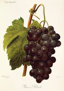 Pinces sorte drue af A. Kreyder af Alexis Kreyder