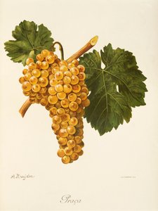 Arbejdsdrue af A. Kreyder af Alexis Kreyder