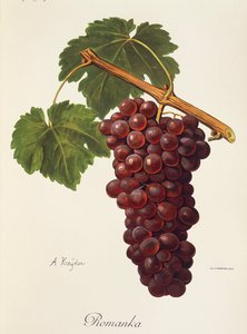 Romanka drue af A. Kreyder af Alexis Kreyder