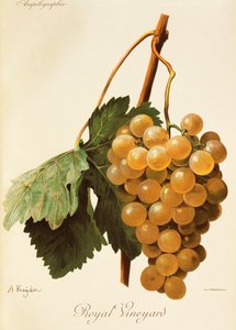 Royal Vineyard drue af A. Kreyder af Alexis Kreyder