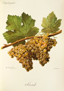 Sercial drue af A. Kreyder af Alexis Kreyder