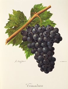 Druebid af A. Kreyder af Alexis Kreyder