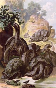 Kæmpeskildpadder fra Galapagos-øerne, fra en naturhistorisk bog, 1887