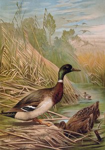 Græsænder, illustration fra en ungarsk naturhistorisk bog, 1904