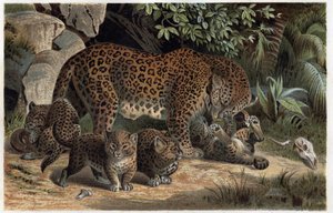 Panthere and its young - Panthera, fra "Brehm