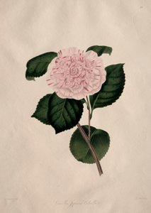 Illustrationer og beskrivelser af ... den naturlige orden Camellieae: Nr. 41 af Alfred Chandler