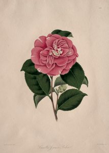 Illustrationer og beskrivelser af ... den naturlige orden Camellieae: Nr. 44 af Alfred Chandler