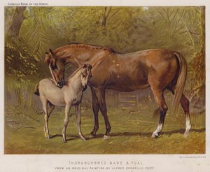 Fuldblods hoppe og føl (farve litho) af Alfred Chantrey Corbould