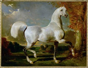 Etalon Arabe - Arabisk fuldblod ... af Alfred Dedreux or de Dreux