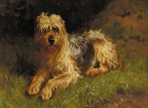 Blødt coated Wheaten Terrier