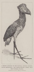 En nylig tilføjelse til Natural History Museum, South Kensington, Whale-Headed Stork, fra Victoria Nyanza