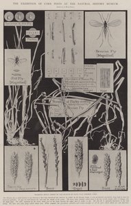 Udstillingen af majsskadedyr på Naturhistorisk Museum af Alfred Hugh Fisher