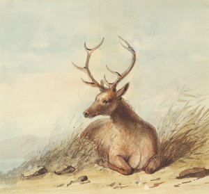Elk, Rocky Mountains, ca. 1837 (blyant, pen og blæk og akvarel på papir) af Alfred Jacob Miller