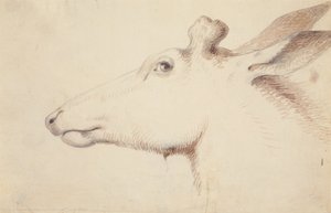 Elg. ca. 1837 (tegning) af Alfred Jacob Miller