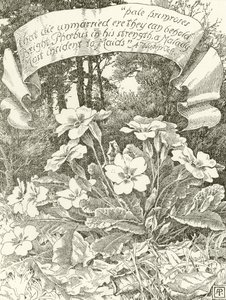 Bleg primula (dybtryk) af Alfred Parsons